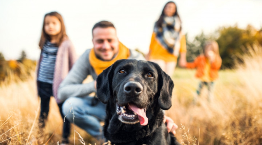 dog with family